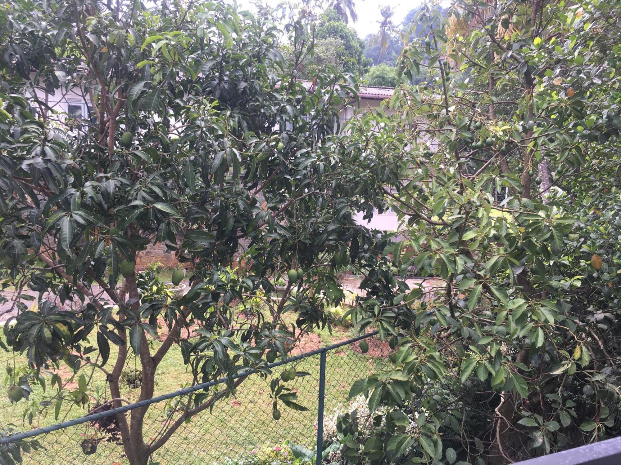 Everdew Kandy Rooms מראה חיצוני תמונה